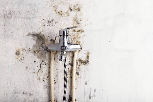 Best Affordable Mold Removal  in Hubbard, OR