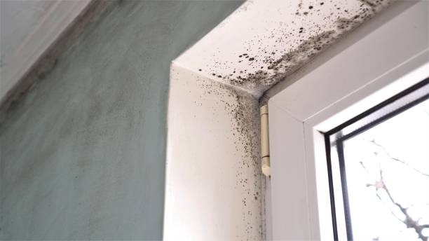 Attic Mold Removal in Hubbard, OR