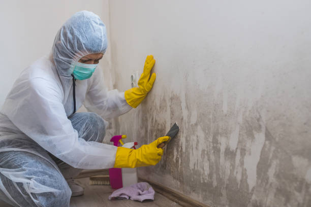 Best Emergency Mold Removal  in Hubbard, OR
