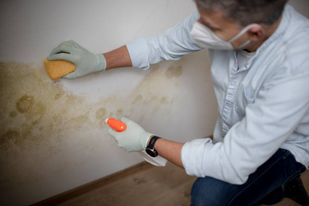 Best Emergency Mold Removal  in Hubbard, OR