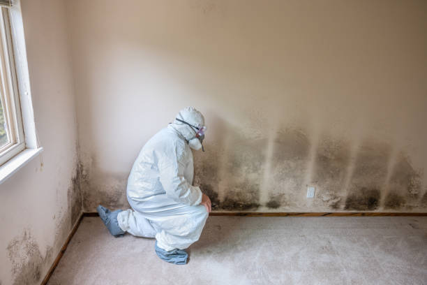 Best Toxic Mold Removal  in Hubbard, OR