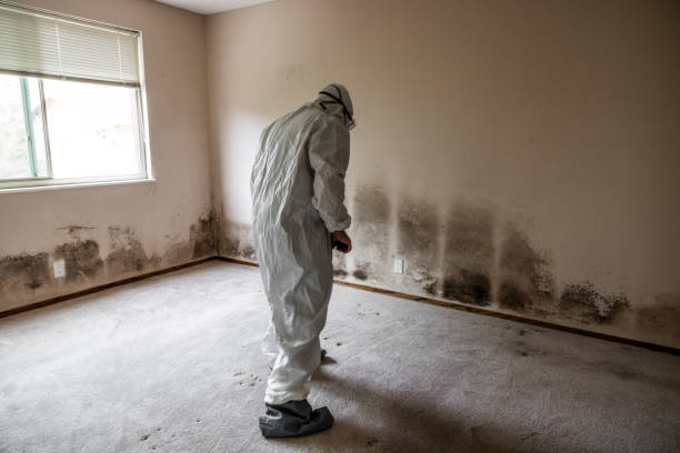 Mold Testing and Removal in Hubbard, OR