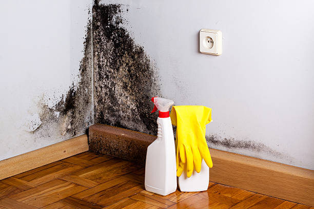 Best Attic Mold Removal  in Hubbard, OR