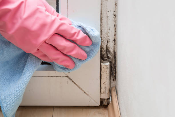 Best Residential Mold Removal  in Hubbard, OR